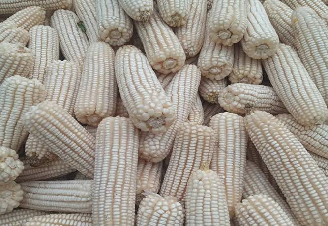The Science of High-Yield Maize: How Balanced Nutrition and Yara Solutions Drive Better Harvests